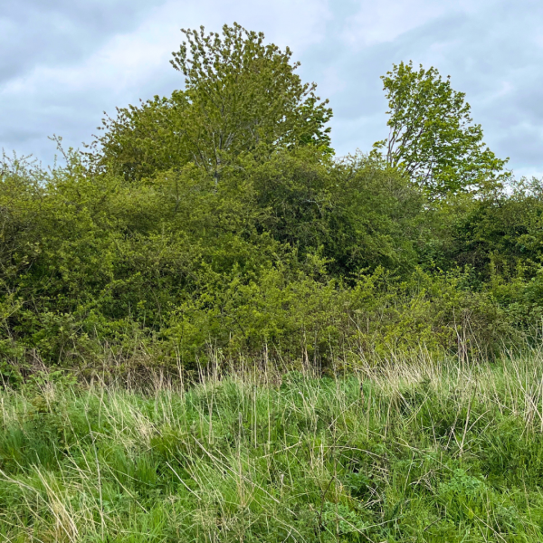 Scrub or Shrub? 5 Tips for Integrating BNG into Landscape Plans