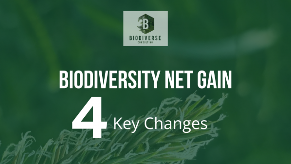 Biodiversity Net Gain: 4 Key Changes
